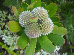 Leucospermum praecox