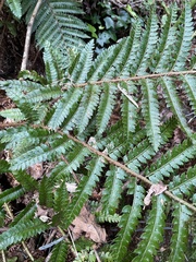 Polystichum polyblepharum