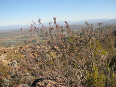Leucospermum wittebergense