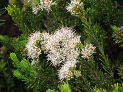 Agathosma gonaquensis