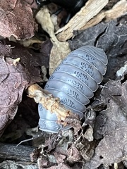 Venezillo stuckchensis