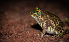 Sphaerotheca breviceps