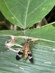 Panorpa japonica