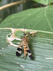 Panorpa japonica