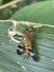 Panorpa japonica
