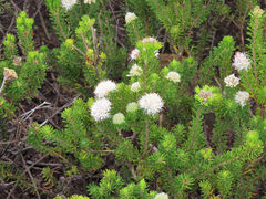 Agathosma gonaquensis