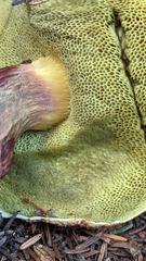 Aureoboletus mirabilis