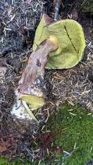 Aureoboletus mirabilis