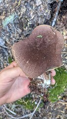 Aureoboletus mirabilis