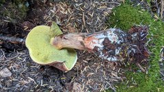 Aureoboletus mirabilis