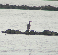 Phalacrocorax capillatus