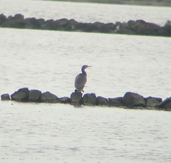 Phalacrocorax capillatus