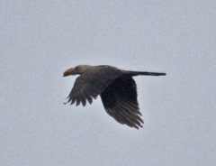 Grey Crow photo 5