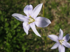 Moraea polyanthos