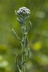 Achillea pannonica