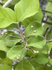 Malpighia diversifolia