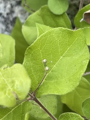 Malpighia diversifolia