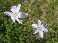 Moraea polyanthos