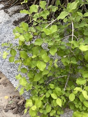 Malpighia diversifolia