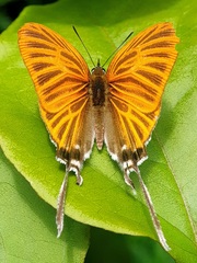 Cheritra orpheus