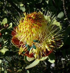 Melyris interstitialis