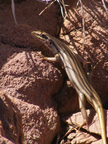 Trachylepis sulcata