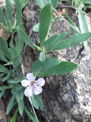 Dyschoriste linearis