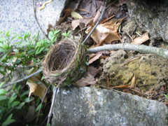 Terpsiphone viridis granti