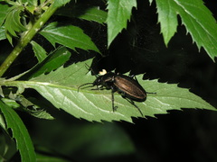 Carabus regalis