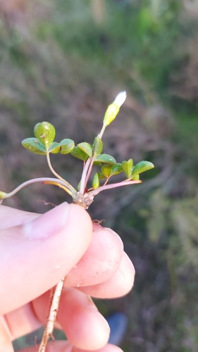Image of Oxalis minuta by (c) Jacques van der Merwe, some rights reserved (CC BY-SA)