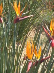 Strelitzia juncea