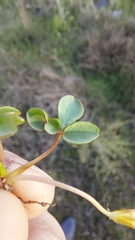 Oxalis minuta