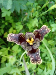 Tigridia vanhouttei