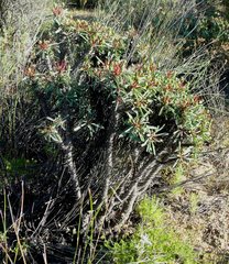 Euphorbia loricata