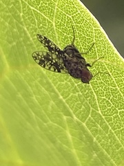 Homoneura euaresta