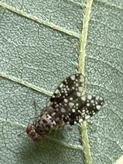 Homoneura euaresta