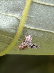 Homoneura euaresta