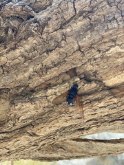 Satyramoeba hetrusca