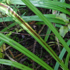 Phorostichus linearis