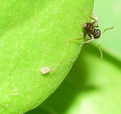 Symphypleona