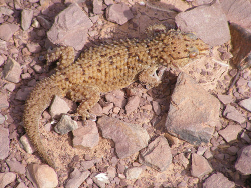 Chondrodactylus bibronii