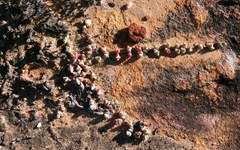 Braunsia maximilianii