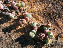 Braunsia maximilianii
