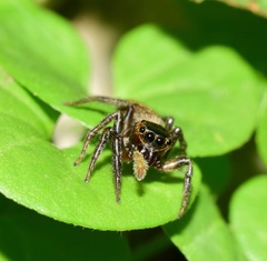 Salticidae