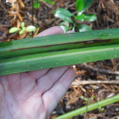 Phorostichus linearis