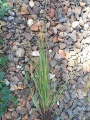 Elymus trachycaulus