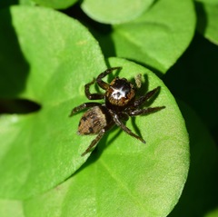 Salticidae