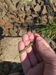 Elymus trachycaulus