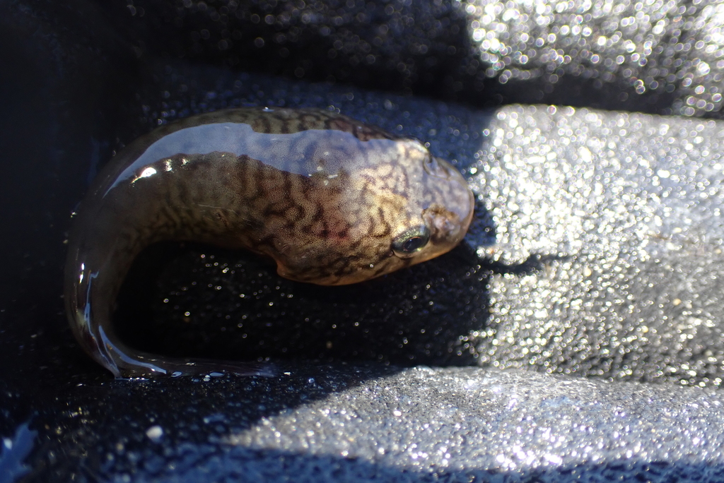 Broad Clingfish