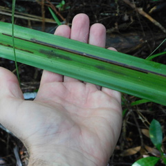 Phorostichus linearis